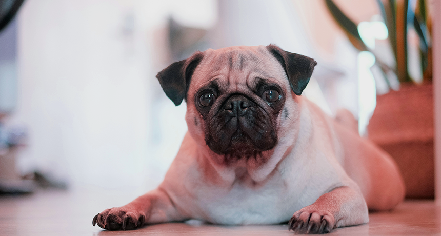 image of pug dog laying on floor